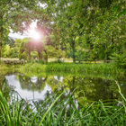 Gartenanlage & Hotelteich